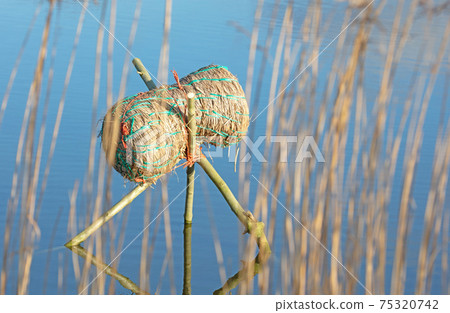 Duck basket in a pond Duck basket in a pond 75320742