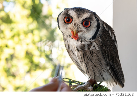 Forest philosopher owl feeding African white-faced owl Forest philosopher owl feeding African white-faced owl 75321168