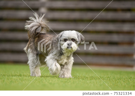 西施犬，混種狗，小型犬和狗賽跑 75321334