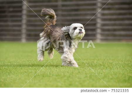 西施犬，混種狗，小型犬和狗賽跑 75321335