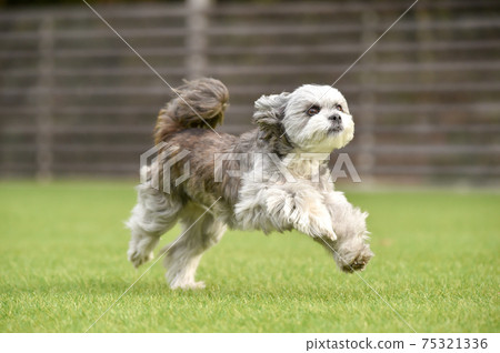 西施犬，混種狗，小型犬和狗賽跑 75321336
