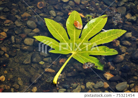 Paperplant leaves that fell into the pond Paperplant leaves that fell into the pond 75321454