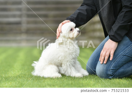 Maltese dogs stroked by their owners 75321533