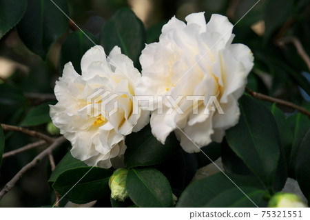 椿在世界上茶花在世界上 椿在世界上茶花在世界上 75321551