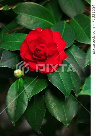 椿在世界上茶花在世界上 椿在世界上茶花在世界上 75321554