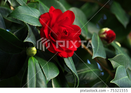 椿在世界上茶花在世界上 椿在世界上茶花在世界上 75321555