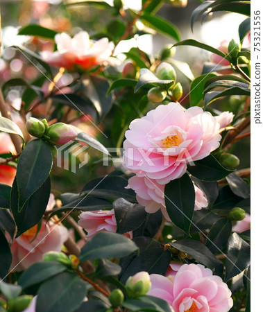 Tsubakikan in the world Camellia in the world Tsubakikan in the world Camellia in the world 75321556