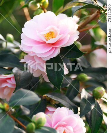 Tsubakikan in the world Camellia in the world Tsubakikan in the world Camellia in the world 75321560