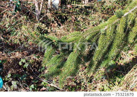 Springtime beginning at surroundings of Zagreb, Croatia 75321670