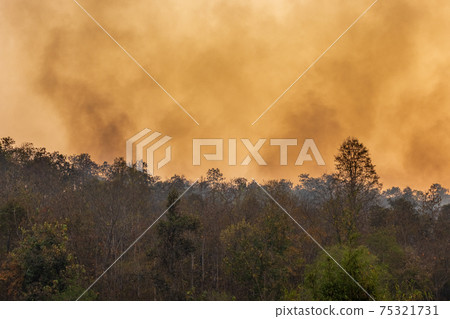 Forest fire disaster is burning caused by human 75321731