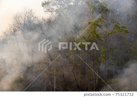 Forest fire disaster is burning caused by human 75321732