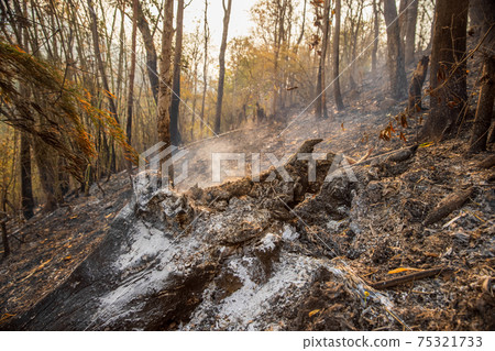 Forest after a fire . Trees that are severely damaged by fire Forest after a fire . Trees that are severely damaged by fire 75321733