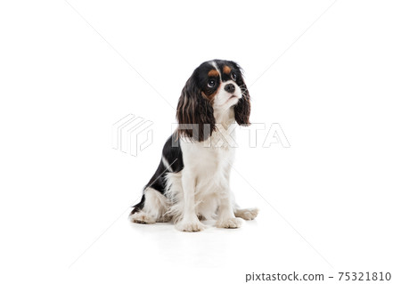 Cute puppy of king charles spaniel dog posing isolated over white background. 75321810