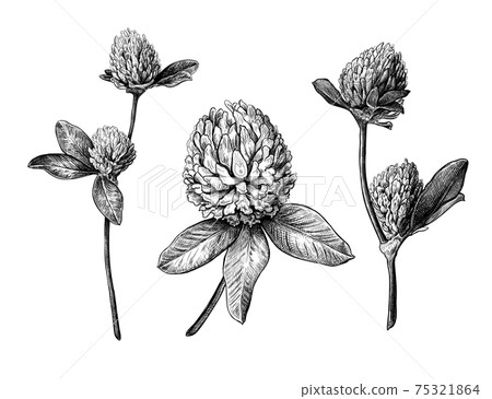 Set of different hand drawn flowers and leaves of clover Set of different hand drawn flowers and leaves of clover 75321864