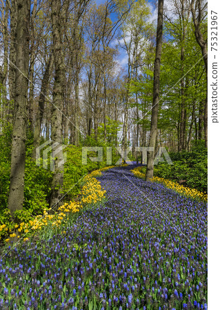 Flowers in garden Keukenhof Netherlands Flowers in garden Keukenhof Netherlands 75321967