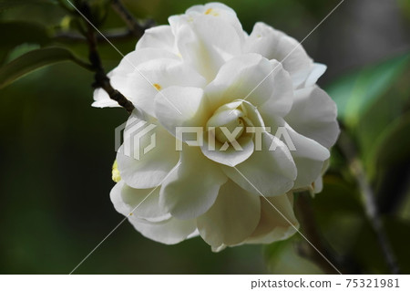  White flower 75321981