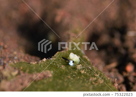Bali Rabbit Nudibranch Part ④ Bali Rabbit Nudibranch Part ④ 75322023