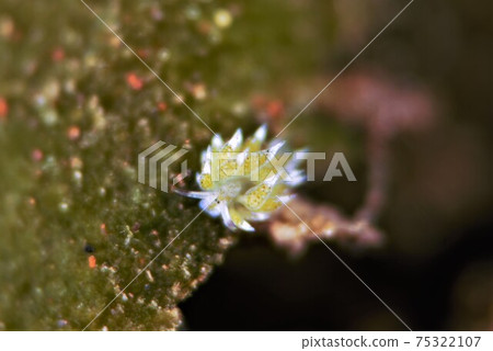 Bali Nudibranch Part ⑥ 75322107