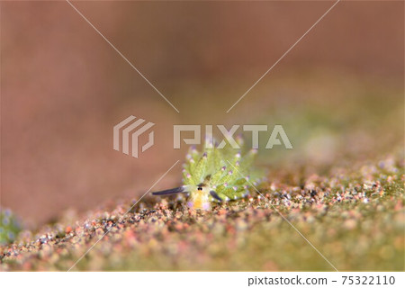 巴厘島Nudibranch部分⑨ 巴厘島Nudibranch部分⑨ 75322110