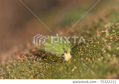 巴厘島Nudibranch Nudibranch部分nch 巴厘島Nudibranch Nudibranch部分nch 75322111