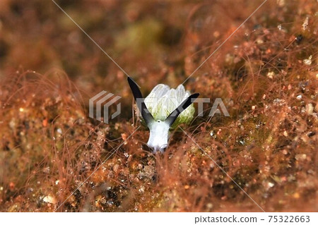 Bali Rabbit Nudibranch Part ⑤ Bali Rabbit Nudibranch Part ⑤ 75322663