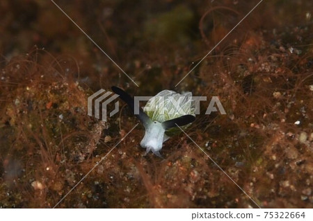 巴厘島兔子Nudibranch第六部分 巴厘島兔子Nudibranch第六部分 75322664