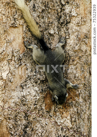 A squirrel climbing a tree 75322939