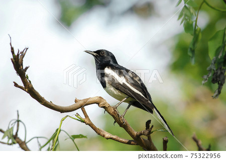 Oriental magpie robin on a branch 75322956