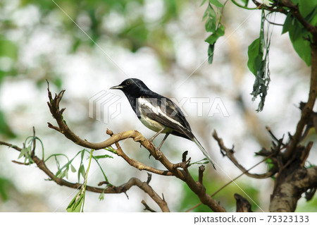 Oriental magpie robin on a branch 75323133