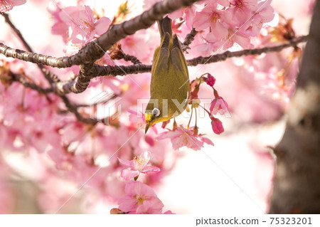 Kawazu cherry blossoms and white-eye, Edogawa-ku, Tokyo, Japan Kawazu cherry blossoms and white-eye, Edogawa-ku, Tokyo, Japan 75323201