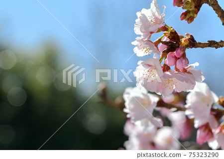 Okono櫻花樹 Okono櫻花樹 75323290