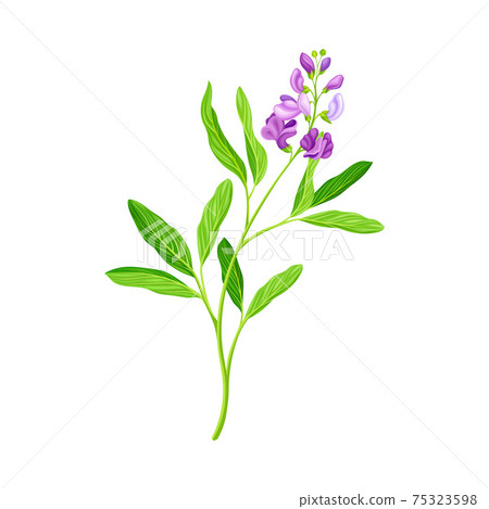 Medicago Sativa or Alfalfa Plant Having Elongated Leaves and Clusters of Small Purple Flowers Vector Illustration 75323598