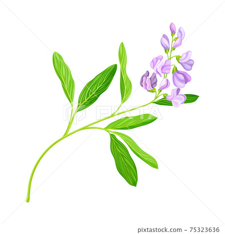 Medicago Sativa or Alfalfa Plant Having Elongated Leaves and Clusters of Small Purple Flowers Vector Illustration 75323636