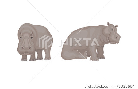 Hippopotamus or Hippo as Large Semiaquatic Mammal in Different Pose Vector Set 75323694