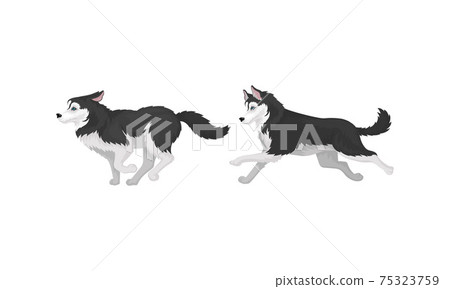 Black and White Siberian Husky as Medium-sized Working Dog Breed in Different Poses Vector Set 75323759
