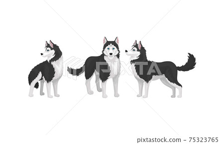 Black and White Siberian Husky as Medium-sized Working Dog Breed in Different Poses Vector Set 75323765