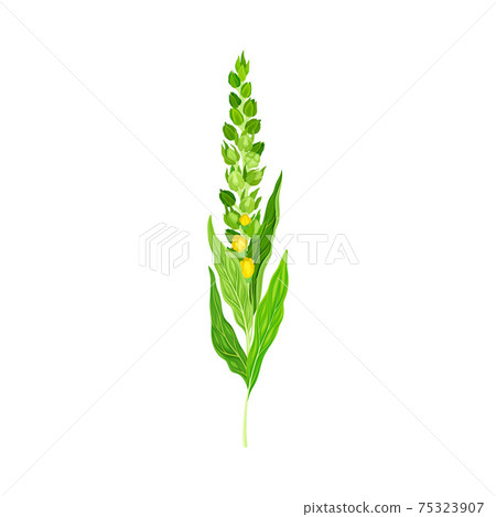 Mullein with Tall Flowering Stem and Yellow Florets Blooming on It Vector Illustration 75323907