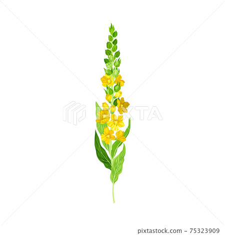 Mullein with Tall Flowering Stem and Yellow Florets Blooming on It Vector Illustration 75323909