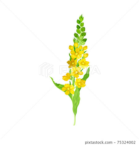 Mullein with Dense Rosette of Leaves and Tall Flowering Stem Vector Illustration Mullein with Dense Rosette of Leaves and Tall Flowering Stem Vector Illustration 75324002