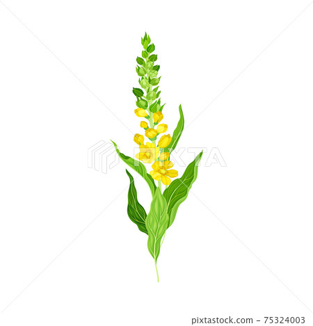 Mullein with Dense Rosette of Leaves and Tall Flowering Stem Vector Illustration Mullein with Dense Rosette of Leaves and Tall Flowering Stem Vector Illustration 75324003
