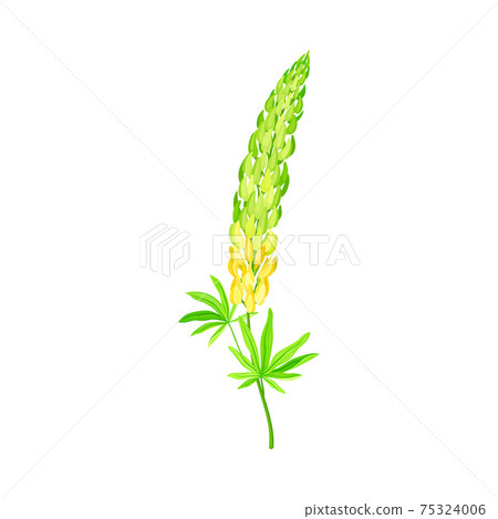 Blossom of Lupin or Lupine Flowering Plant with Palmately Green Leaves and Dense Flower Whorl Vector Illustration 75324006