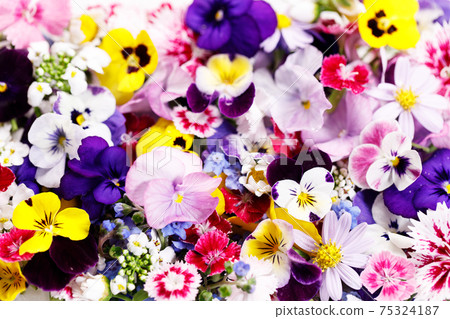Colorful edible Flowers Colorful edible Flowers 75324187