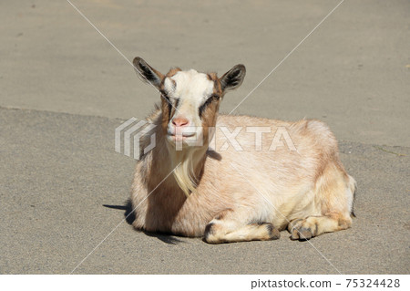 放鬆的山羊 75324428