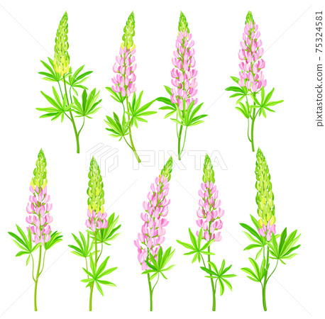 Lupin or Lupine Flowering Plant with Palmately Green Leaves and Dense Flower Whorl Vector Set 75324581