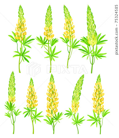 Lupin or Lupine Flowering Plant with Palmately Green Leaves and Dense Flower Whorl Vector Set Lupin or Lupine Flowering Plant with Palmately Green Leaves and Dense Flower Whorl Vector Set 75324585