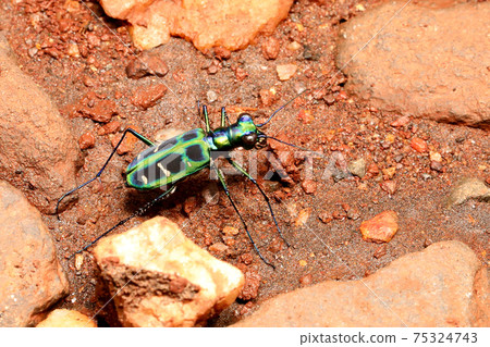 Tiger Beetle, Cicindela duponti, Ganeshgudi, Karnataka, India 75324743