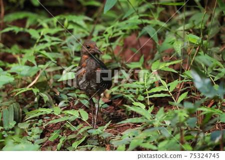 Slaty Legged Crake, Rallina eurizonoides, Ganeshgudi Karnataka India Slaty Legged Crake, Rallina eurizonoides, Ganeshgudi Karnataka India 75324745