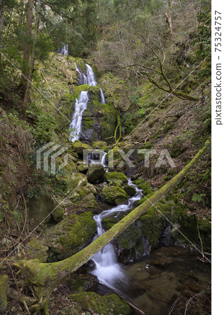 Kirino Kotaki(兵庫縣豐岡市出石町) Kirino Kotaki(兵庫縣豐岡市出石町) 75324757