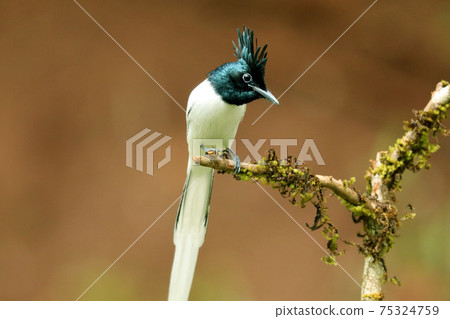 Asian Paradise Flycatcher, Terpsiphone paradisi, Ganeshgudi, Karnataka, India 75324759