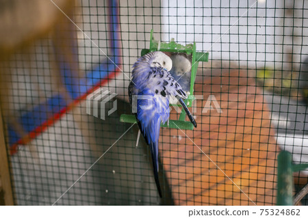 Purple Budgerigar on the bird cage 75324862